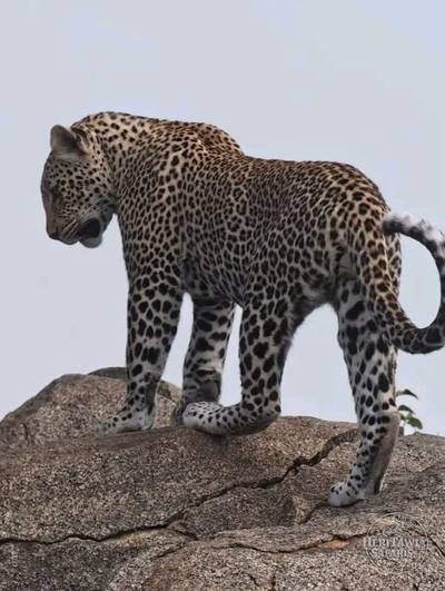 Leopard