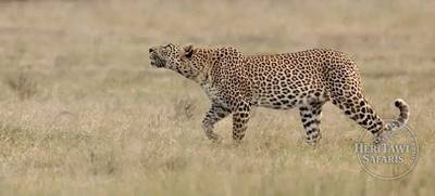 Leopard great target