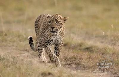 Leopard hunting spree