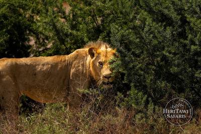 Lion NNP