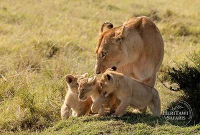 Lion and Curbs (2)