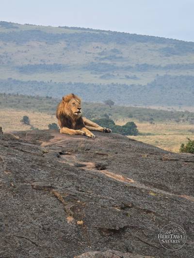 Lion king