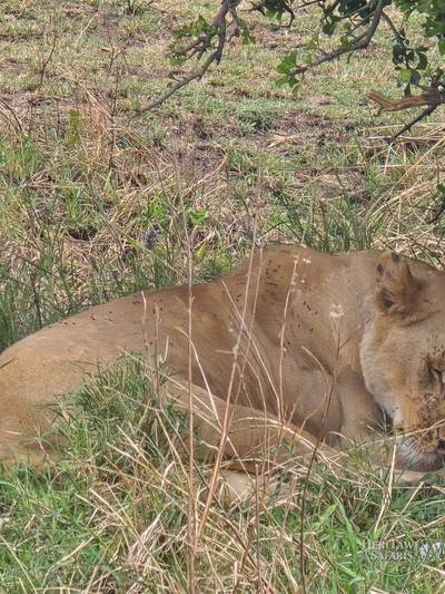 Lioness