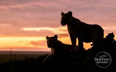 Lions enjoying the Sunset at Masai Mara