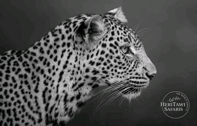 The big focus from a big five leopard