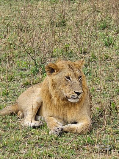 Young male