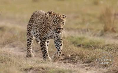 amazing leopard
