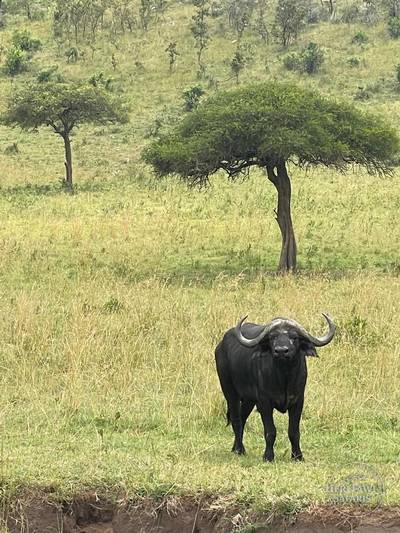 buffalo