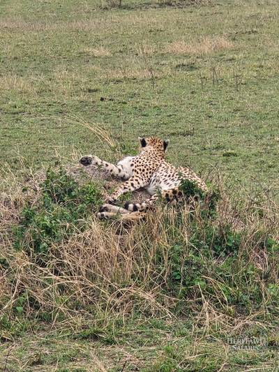 cheetah resting