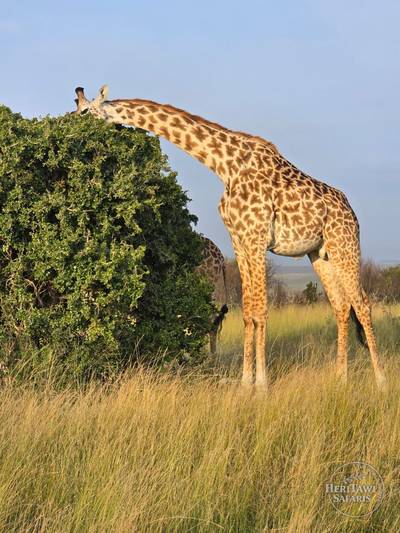 giraffe eating