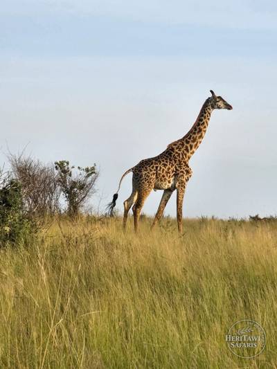 giraffe standing