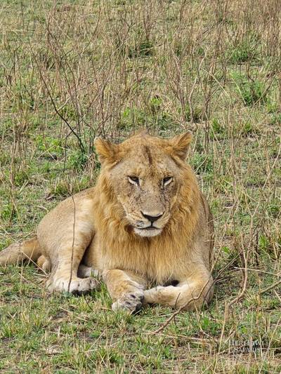 lioness awake