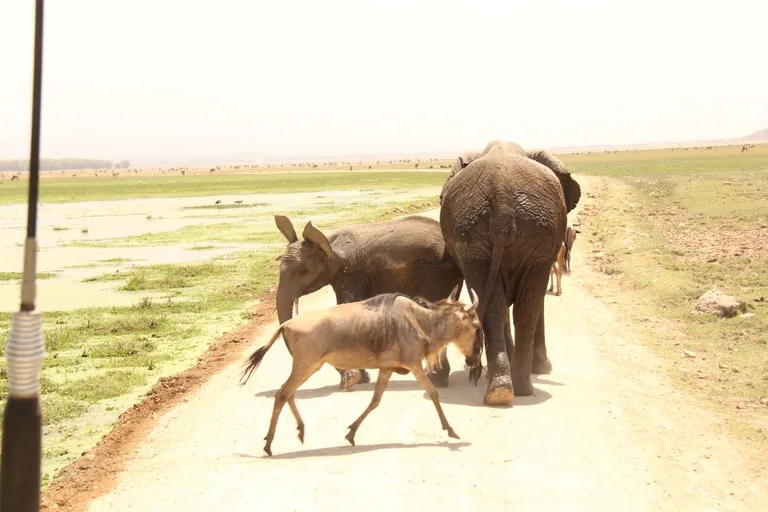 Heritawi Safaris field image: birW5o2n2hunke7aCjvEDaIKGhWigDzsStn7skaW