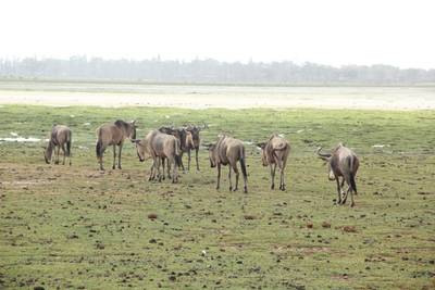 Heritawi Safaris field image: iZgliPlUALz84mfkQ4DRsL3XjOJZdRtLbxolfW7G