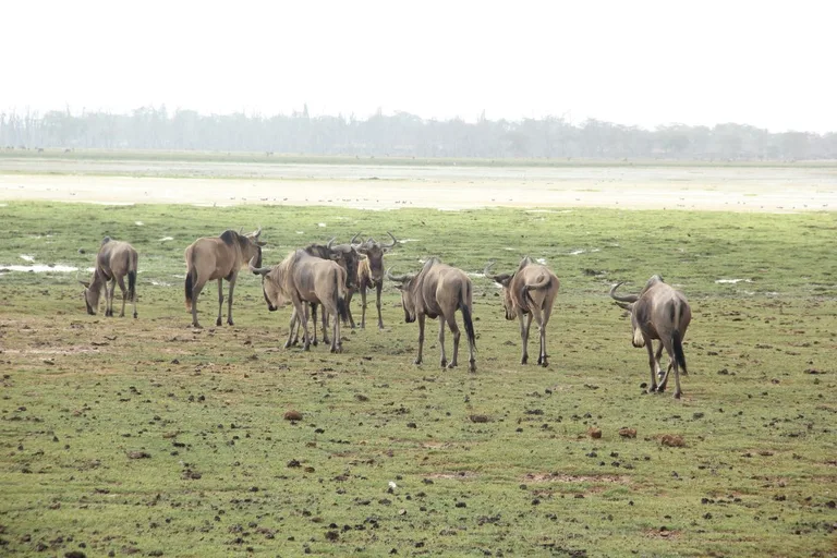 Heritawi Safaris field image: iZgliPlUALz84mfkQ4DRsL3XjOJZdRtLbxolfW7G