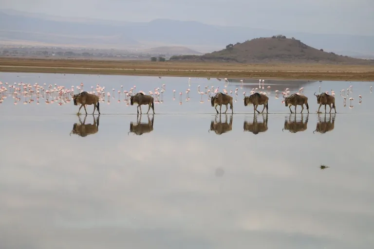 Heritawi Safaris field image: kzSB6ZBkeGFaR5jImCvfh2KRd1YU0CEIsJUj3Z9U