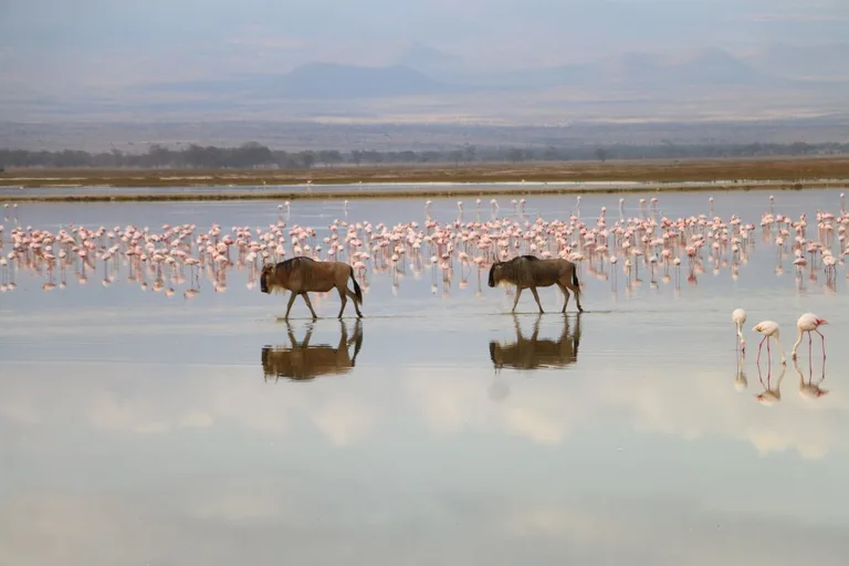 Heritawi Safaris field image: rQgTRNY1PUptqHXNZeQ95phQiOLHIQ8RM4EwlyZ2
