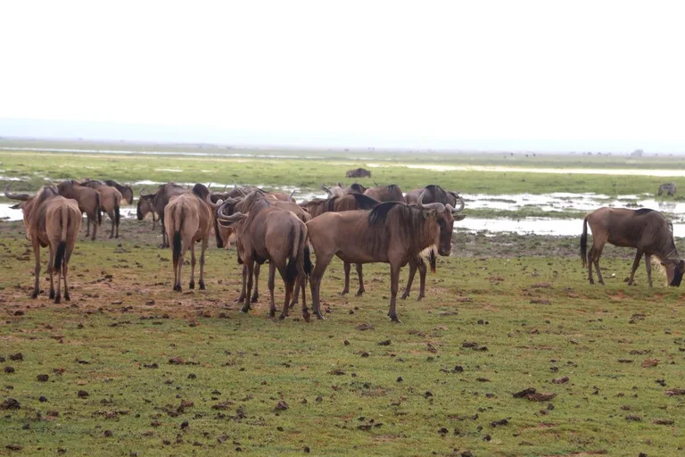 Heritawi Safaris field image: yyRNdIaxh91NdfwdnXB9PGt9JlIa0J1C7OMb4VSN