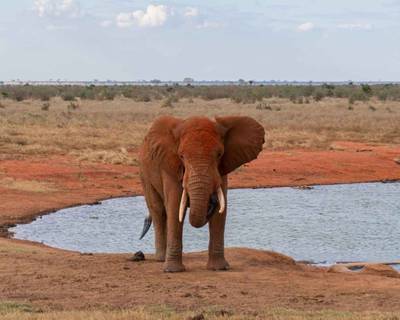 Tsavo East National Park