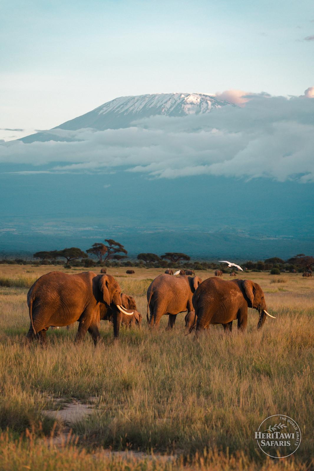 6 Days Mara, Nakuru, Amboseli Joining Safari