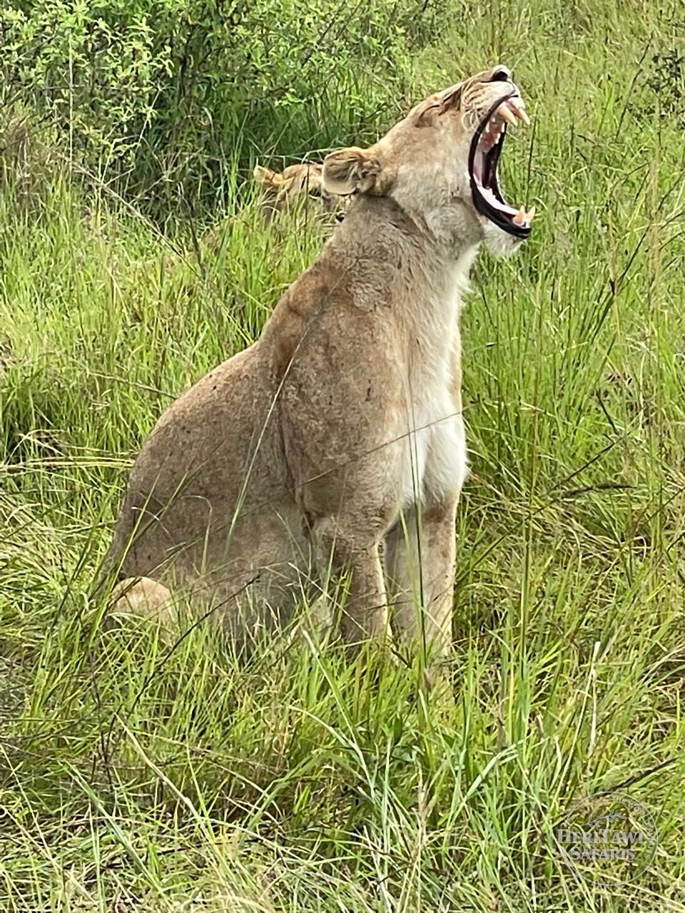 4 Days Joining Safari Mara Nakuru