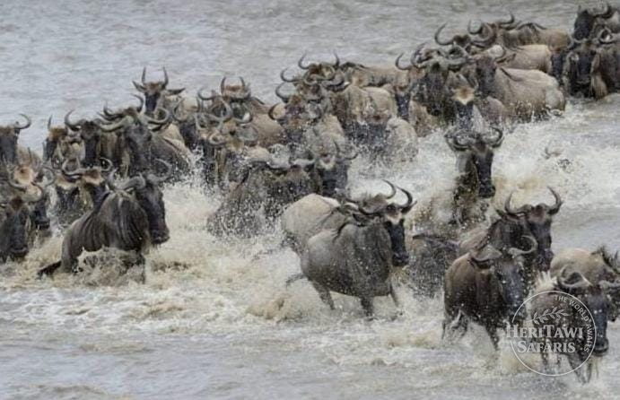 3-Day Masai Mara National Reserve | Heritawi Safaris