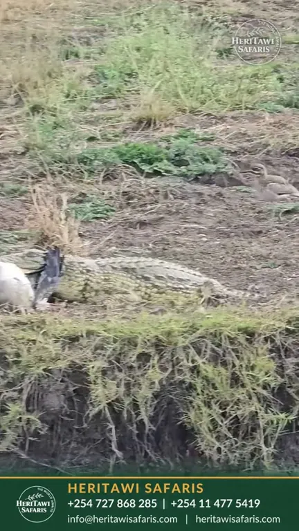 Crocodile on the riverbank