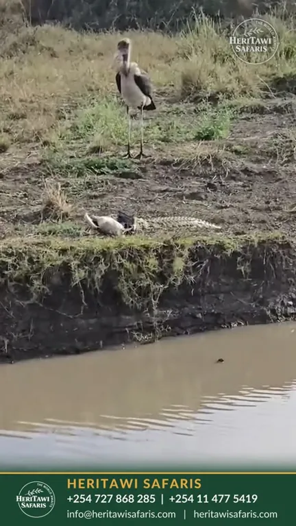 Crocodile in the shallows