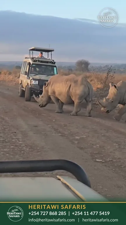 Rhino crossing the track