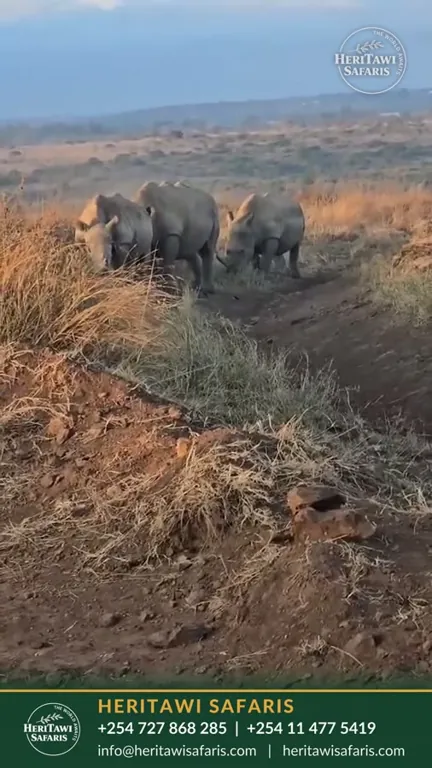 Rhino at first light