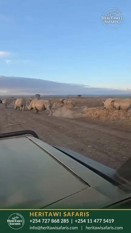 A crash of rhino on the move